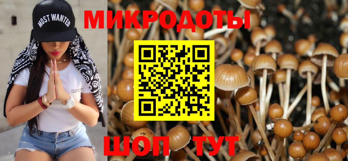 Псилоцибиновые грибы Psilocybine cubensis  Вход с VPN  Переславль-Залесский 